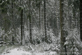 Winterwald im Hohen Venn