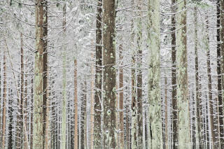 Winterwald im Hohen Venn