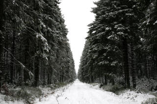 Winterwald im Hohen Venn