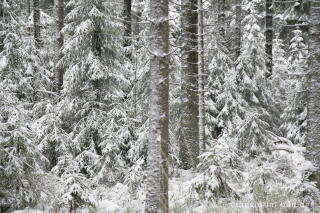 Winterwald im Hohen Venn