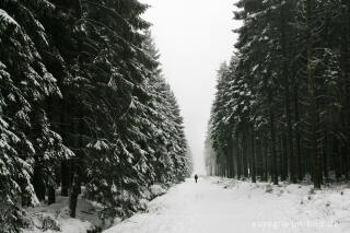 Winterwald im Hohen Venn