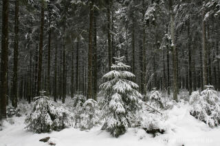 Winterwald im Hohen Venn