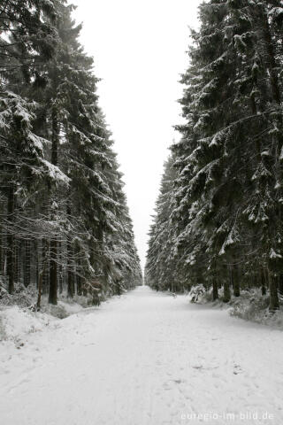 Winterwald im Hohen Venn