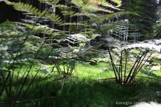 Wurmfarn und Widertonmoos im Aachener Wald