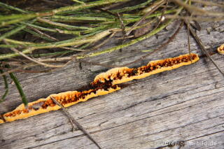 Zaunblättling, Gloeophyllum sepiarium