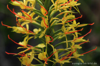 Zieringwer, Hedychium gardnerianum 