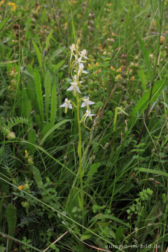 Zweiblättrige Waldhyazinthe (Platanthera bifolia)