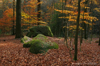 Zyklopensteine im Aachener Wald