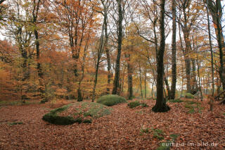 Zyklopensteine im Aachener Wald