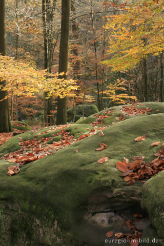 Zyklopensteine im Aachener Wald