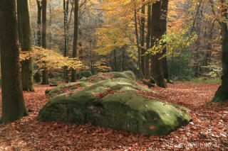 Zyklopensteine im Aachener Wald